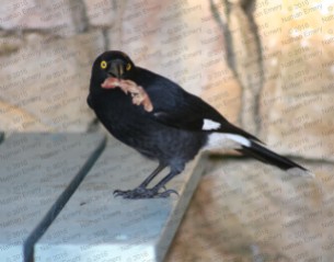 Australian magpie 2