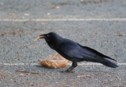 Australian raven eating chips