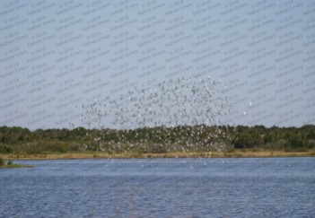 Flock of seabirds