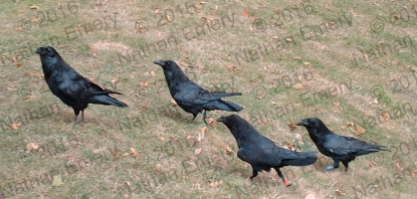 Four Ravens